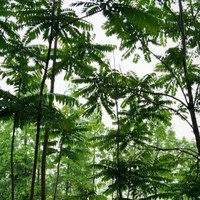 谢巨鹏
