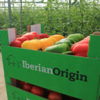 Iberian Origin Wholesale