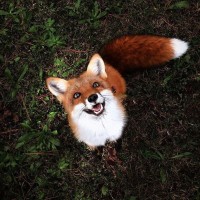 Mr. Phineas Fox