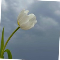 عائشه البارقي