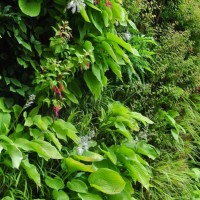 Daniel Bell Vertical Garden