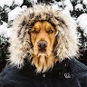 Валерий Антонов
