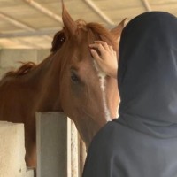 Serar Treifi
