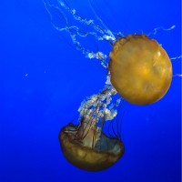 Maria Patricia Cadavid