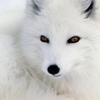 Smart Fox