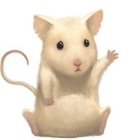 Sayid Muhammad Surhan