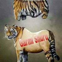 Amit J