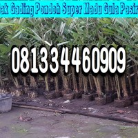Jual Bibitsalak Gula Pasir