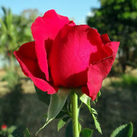 Suleymman Temizci