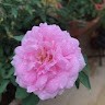 Sonali uplap