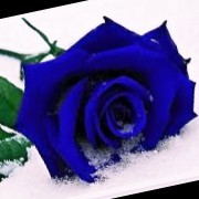 Shivani Mehr