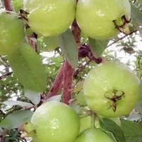 Kondameedi Vijaya