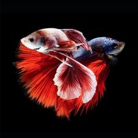 Imedpub Fisheriessciences