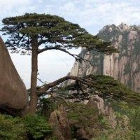 焦碧霄