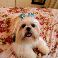 Simone Santo Pereira