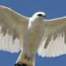 White Hawk