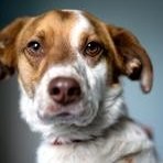Charlie The Dog