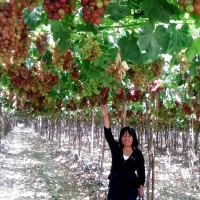 Diana Quispe Reymundo