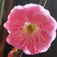 冯兰兰