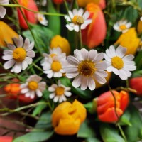 Maria-Theresia Weyer-Steichele