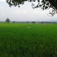 Ayas Nusa