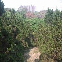 陈元忠