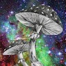 Jack Sally