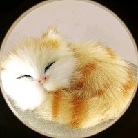 张宏鑫