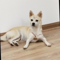 李双丽