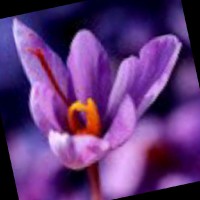Sandhya .C