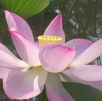 蔡儒鸿