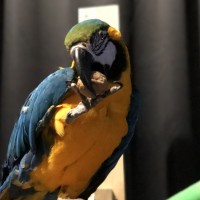 Kevin The Macaw
