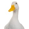Mike Hawk