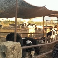 عمر الهيشان