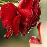 Shams Tabrez