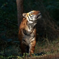 Wildlife of India Jeep Safari In Jim Corbett