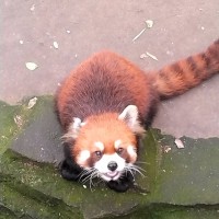 王欣蕾