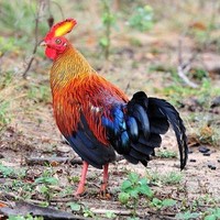 Bird Watching and Wild Life in Sri Lanka