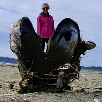sue vermaas