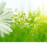 Real Cleaning Services NY