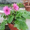 Abinsha Sahal