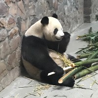 骆振兴