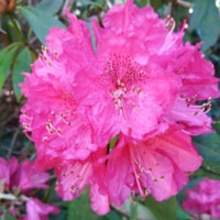 Bernadette Smith