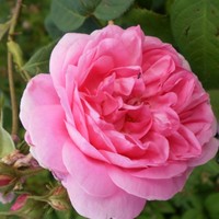 Carol Anne Maloney