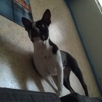 chancho pone