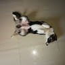 Wang Bo