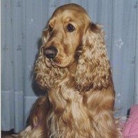 Annio Govoni