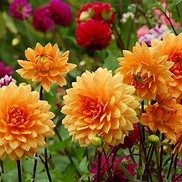 Chelsea Arbour