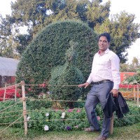 Pratap Ray