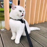 陈某某
